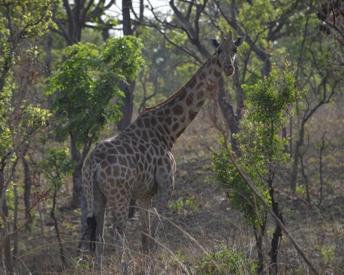 Kordofan giraffe in the wild